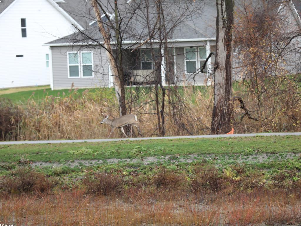ហ្គេមសំរាប់អ្នកពេញនិយម: អ្វីដែលអ្នកត្រូវដឹង